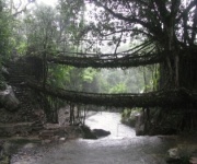 Root Bridges Cherrapunjee